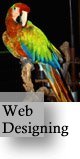 Web Designing